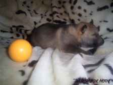 Blaidd from Bandit´s World am 19.01.2007