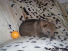 Blaidd from Bandit´s World am 27.01.2007