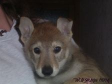 Blaidd from Bandit´s World am 28.02.2007