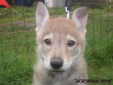 Blaidd from Bandit´s World am 28.02.2007