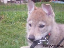 Blaidd from Bandit´s World am 28.02.2007