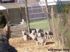 Welpen C-Wurf am 12.03.2008