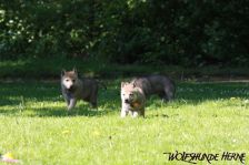 Welpen D-Wurf am 02.05.2011