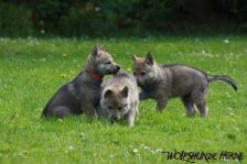 Welpen D-Wurf am 02.05.2011