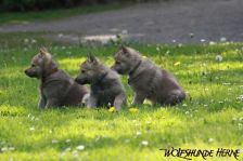 Welpen D-Wurf am 02.05.2011