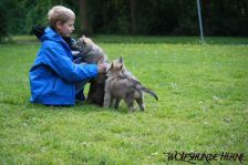 Welpen D-Wurf am 02.05.2011