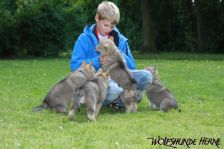 Welpen D-Wurf am 02.05.2011