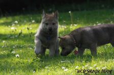 Welpen D-Wurf am 02.05.2011