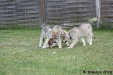Welpen D-Wurf am 04.06.2011