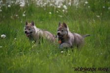 Welpen D-Wurf am 06.05.2011