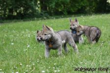 Welpen D-Wurf am 06.05.2011