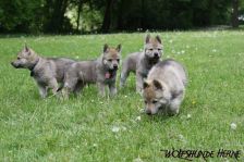 Welpen D-Wurf am 06.05.2011