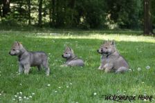 Welpen D-Wurf am 07.05.2011