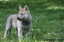 Welpen D-Wurf am 07.05.2011