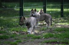 Welpen D-Wurf am 07.05.2011