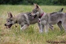 Welpen D-Wurf am 10.06.2011