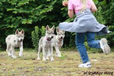 Welpen D-Wurf am 10.06.2011