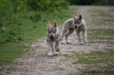 Welpen D-Wurf am 10.06.2011