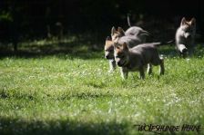 Welpen D-Wurf am 13.05.2011