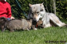 Welpen D-Wurf am 15.04.2011