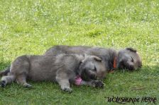 Welpen D-Wurf am 21.04.2011