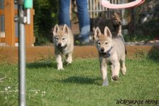 Welpen D-Wurf am 21.05.2011
