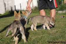 Welpen D-Wurf am 22.05.2011