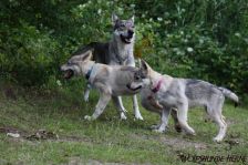 Welpen D-Wurf am 23.06.2011