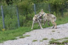 Welpen D-Wurf am 26.06.2011