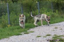Welpen D-Wurf am 26.06.2011