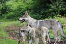 Welpen D-Wurf am 26.06.2011