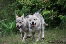 Welpen D-Wurf am 26.06.2011
