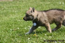 Welpen D-Wurf am 29.04.2011