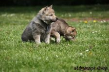 Welpen D-Wurf am 29.04.2011