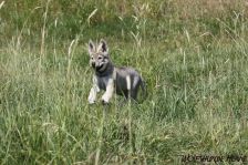 Welpen D-Wurf am 29.05.2011