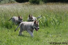 Welpen D-Wurf am 29.05.2011