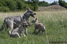 Welpen D-Wurf am 29.05.2011