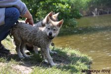Welpen D-Wurf am 29.05.2011