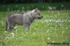 Delphi from Bandit´s World am 02.05.2011