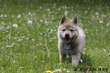 Delphi from Bandit´s World am 06.05.2011