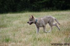 Delphi from Bandit´s World am 10.06.2011