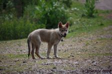 Delphi from Bandit´s World am 10.06.2011