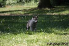 Delphi from Bandit´s World am 13.05.2011