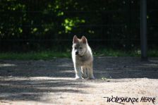 Delphi from Bandit´s World am 13.05.2011