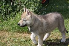 Delphi from Bandit´s World am 13.05.2011