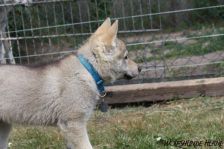 Delphi from Bandit´s World am 22.05.2011
