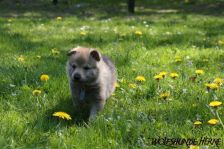 Delphi from Bandit´s World am 24.04.2011