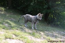 Delphi from Bandit´s World am 29.05.2011
