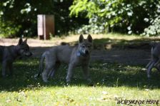 Delphi from Bandit´s World am 30.05.2011