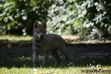 Delphi from Bandit´s World am 30.05.2011